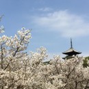 京都桜2