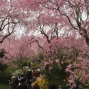 京都桜